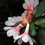 Rhododendron konori Blüte