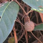 Nauclea latifolia Frukto