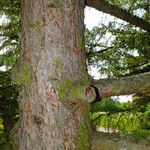 Larix kaempferi Bark