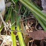 Carex stricta Leaf