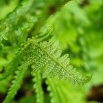 Dryopteris filix-mas Feuille