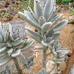 Kalanchoe tomentosa 整株植物