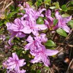 Rhododendron microphyton