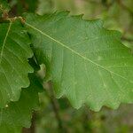 Quercus canariensis Leaf