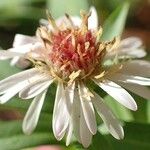 Symphyotrichum × salignum Flower