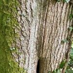 Quercus × rosacea Bark