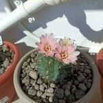 Gymnocalycium baldianum Flower