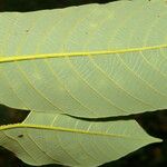 Dussia martinicensis Leaf