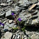 Campanula serrata Habit