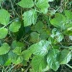 Rubus pruinosusList