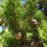 Hesperocyparis macrocarpa Fruit