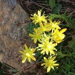 Saxifraga aizoides Облик