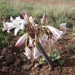 Crinum macowanii Outro