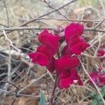 Antirrhinum australeFloro