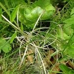 Epilobium ciliatum फल