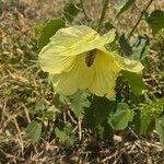 Hibiscus lunariifolius Flor