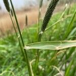 Alopecurus pratensis Leaf