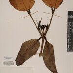 Rhododendron campanulatum Άλλα