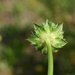 Jasione montana Blomma