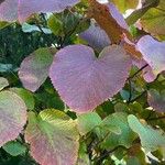 Viburnum lantanoides Leaf