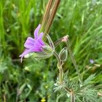 Erodium botrys Flor