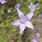 Campanula patula Flower
