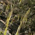 Bromus tectorum Flower