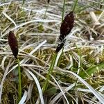 Carex montana Cvet