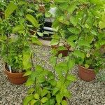 Anredera cordifolia Агульны выгляд