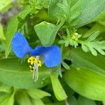 Commelina communis Blüte