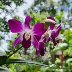 Dendrobium victoriae-reginae പുഷ്പം