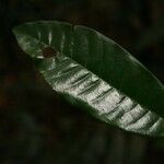 Virola michelii Hoja