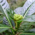 Chassalia gaertneroides Fruto