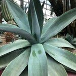 Agave guiengola Hábito