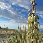 Yucca glauca Blodyn