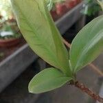 Ardisia wallichii 葉