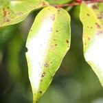 Syzygium cymosum Ліст