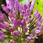 Allium giganteum Цвят