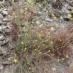Brassica fruticulosa Hábito