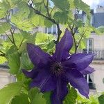 Clematis viticellaFlower