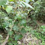 Solanum acerifolium عادت