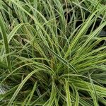 Carex morrowii आदत