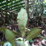 Tristaniopsis reticulata Leaf