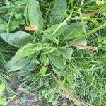 Plantago australis Deilen