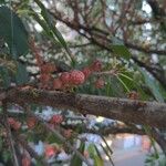 Ficus pertusa Fruto