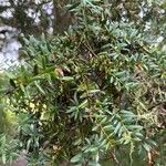 Podocarpus totara Leaf