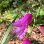 Gladiolus dubius Цвят