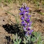 Lupinus formosus Flower