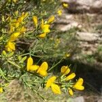 Genista salzmannii Flor