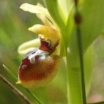 Ophrys virescens Blüte